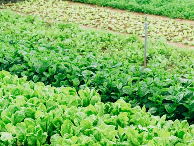 Self Guided Farm Tour in Pemberton, British Columbia