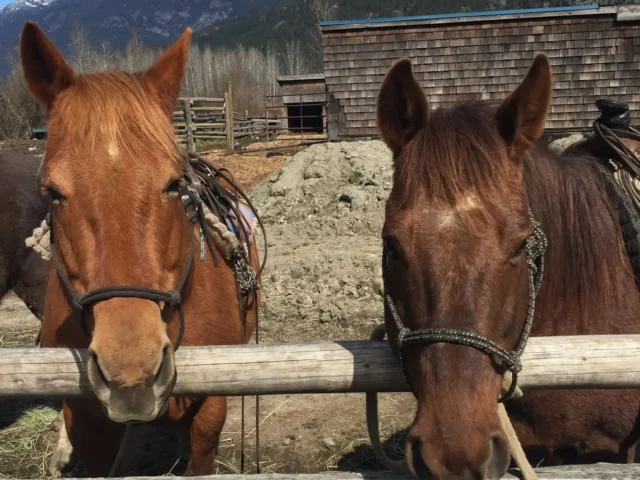 Pemberton Horseback Riding