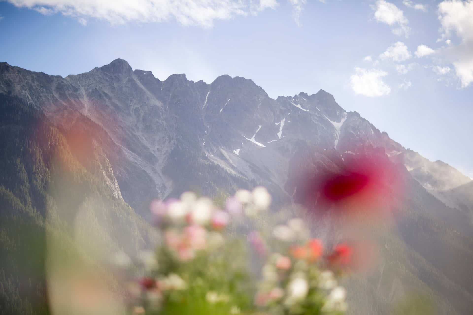 Wild flowers in front of Mount Currie in Pemberton, BC, Canada